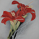 A 132, Red Lily, 70 x 70 mit Rahmen