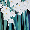 A 78, Daffodils, 60 x 60 ohne Rahmen