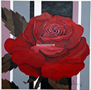 A 97, Red Rose, 70 x 70 mit Rahmen