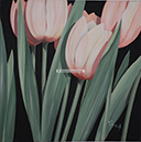 A 142, Tulip In Rose I, 70 x 70 ohne Rahmen
